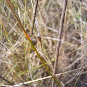 Platyptilia celidotus at Justice Robert Hope Reserve (JRH) - 6 Jan 2024 04:52 PM