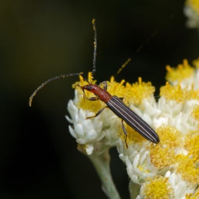 Syllitus rectus (Longhorn beetle) at Downer, ACT - 7 Jan 2024 by RobertD
