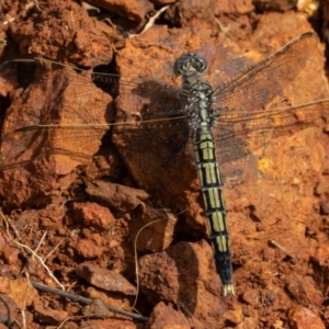 Orthetrum caledonicum at Mount Ainslie - 7 Jan 2024