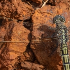 Orthetrum caledonicum at Mount Ainslie - 7 Jan 2024