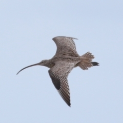 Numenius madagascariensis (Eastern Curlew) at Wellington Point, QLD - 5 Jan 2024 by TimL