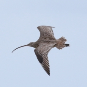 Numenius madagascariensis at Wellington Point, QLD - 5 Jan 2024 10:45 AM