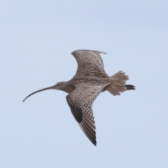 Numenius madagascariensis (Eastern Curlew) at Wellington Point, QLD - 4 Jan 2024 by TimL