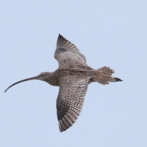 Numenius madagascariensis at Wellington Point, QLD - 5 Jan 2024