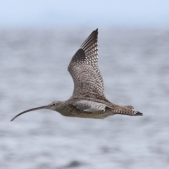 Numenius madagascariensis at Wellington Point, QLD - 5 Jan 2024 10:45 AM