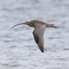 Numenius madagascariensis at Wellington Point, QLD - 5 Jan 2024 10:45 AM