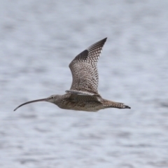 Numenius madagascariensis at Wellington Point, QLD - 5 Jan 2024 10:45 AM