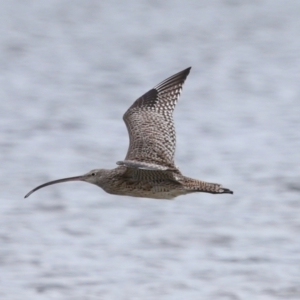 Numenius madagascariensis at Wellington Point, QLD - 5 Jan 2024