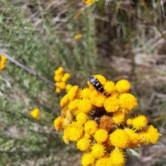 Mordella dumbrelli (Dumbrell's Pintail Beetle) at Justice Robert Hope Reserve (JRH) - 6 Jan 2024 by abread111