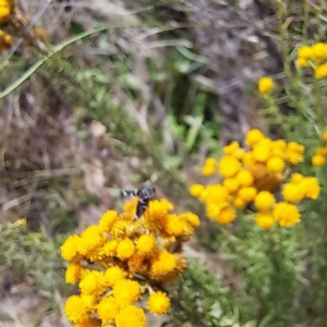 Mordella dumbrelli at Justice Robert Hope Reserve (JRH) - 6 Jan 2024