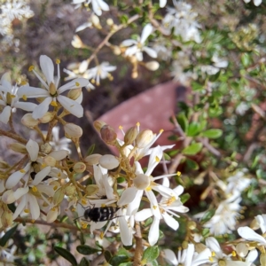 Hoshihananomia leucosticta at Justice Robert Hope Reserve (JRH) - 6 Jan 2024