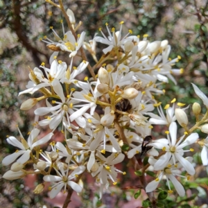 Mordella limbata at Justice Robert Hope Reserve (JRH) - 6 Jan 2024