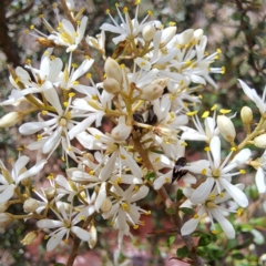 Mordella limbata at Justice Robert Hope Reserve (JRH) - 6 Jan 2024