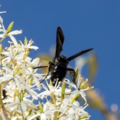 Austroscolia soror (Blue Flower Wasp) at The Pinnacle - 28 Dec 2023 by AlisonMilton