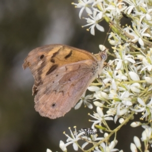 Heteronympha merope at The Pinnacle - 28 Dec 2023 10:39 AM