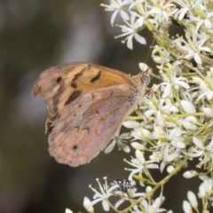 Heteronympha merope (Common Brown Butterfly) at Hawker, ACT - 27 Dec 2023 by AlisonMilton