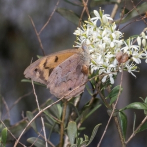 Heteronympha merope at The Pinnacle - 28 Dec 2023