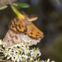 Heteronympha merope at The Pinnacle - 28 Dec 2023