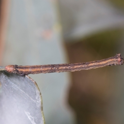 Geometridae (family) IMMATURE (Unidentified IMMATURE Geometer moths) at The Pinnacle - 28 Dec 2023 by AlisonMilton