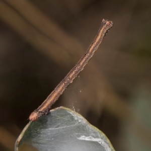 Geometridae (family) IMMATURE at The Pinnacle - 28 Dec 2023