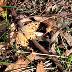 Heteronympha merope (Common Brown Butterfly) at Justice Robert Hope Reserve (JRH) - 6 Jan 2024 by abread111