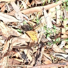 Heteronympha merope at Justice Robert Hope Reserve (JRH) - 6 Jan 2024