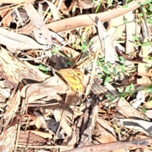 Heteronympha merope at Justice Robert Hope Reserve (JRH) - 6 Jan 2024