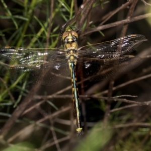 Hemicordulia tau at The Pinnacle - 28 Dec 2023 10:47 AM