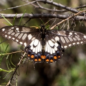 Papilio anactus at The Pinnacle - 28 Dec 2023 10:55 AM