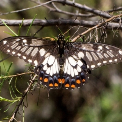 Papilio anactus (Dainty Swallowtail) at Hawker, ACT - 27 Dec 2023 by AlisonMilton