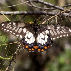 Papilio anactus at The Pinnacle - 28 Dec 2023