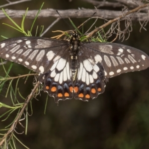 Papilio anactus at The Pinnacle - 28 Dec 2023 10:55 AM