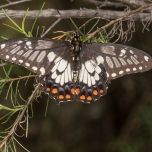 Papilio anactus at The Pinnacle - 28 Dec 2023