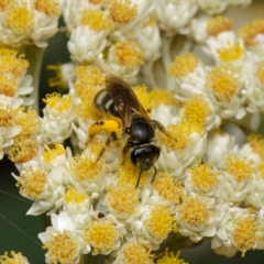 Lasioglossum (Chilalictus) sp. (genus & subgenus) (Halictid bee) at Downer, ACT - 7 Jan 2024 by RobertD