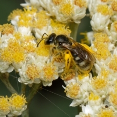 Lasioglossum (Chilalictus) sp. (genus & subgenus) at Downer, ACT - 7 Jan 2024 03:25 PM