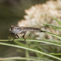 Unidentified Robber fly (Asilidae) at The Pinnacle - 28 Dec 2023 by AlisonMilton