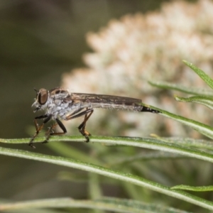 Cerdistus sp. (genus) at The Pinnacle - 28 Dec 2023