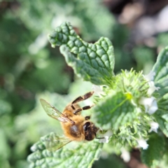 Apis mellifera (European honey bee) at Watson Woodlands - 6 Jan 2024 by abread111