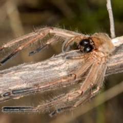 Sparassidae (family) (A Huntsman Spider) at The Pinnacle - 28 Dec 2023 by AlisonMilton