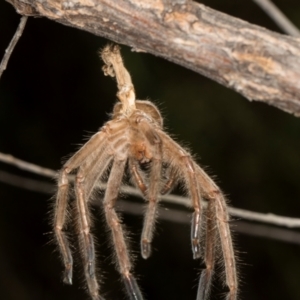 Sparassidae (family) at The Pinnacle - 28 Dec 2023