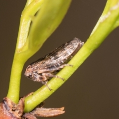 Unidentified Leafhopper or planthopper (Hemiptera, several families) at The Pinnacle - 27 Dec 2023 by AlisonMilton