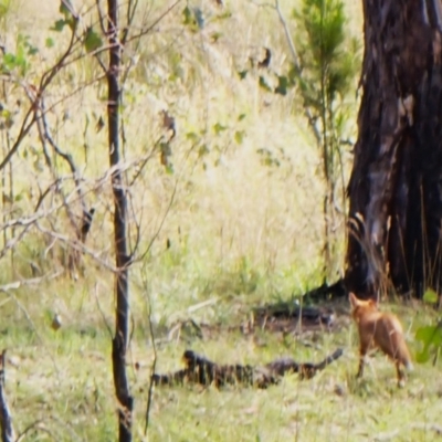 Vulpes vulpes (Red Fox) at Mount Painter - 27 Dec 2023 by CathB