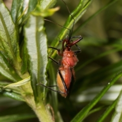 Gminatus australis (Orange assassin bug) at The Pinnacle - 28 Dec 2023 by AlisonMilton