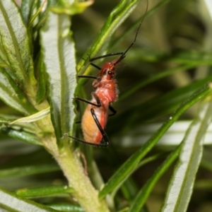 Gminatus australis at The Pinnacle - 28 Dec 2023