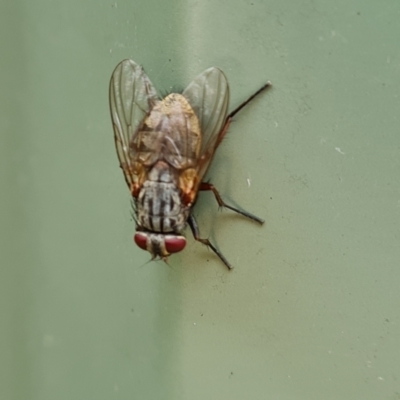 Unverified True fly (Diptera) at Isaacs, ACT - 7 Jan 2024 by Mike