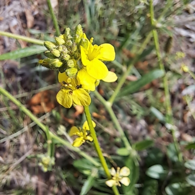 Hirschfeldia incana (Buchan Weed) at Watson Woodlands - 6 Jan 2024 by abread111