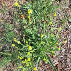 Hirschfeldia incana at Watson Woodlands - 6 Jan 2024