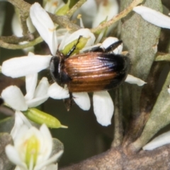 Phyllotocus navicularis (Nectar scarab) at The Pinnacle - 27 Dec 2023 by AlisonMilton