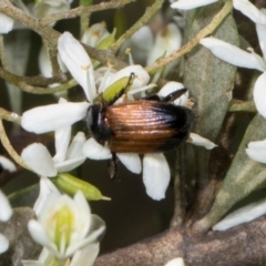 Phyllotocus navicularis at The Pinnacle - 28 Dec 2023