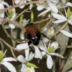 Phyllotocus navicularis at The Pinnacle - 28 Dec 2023